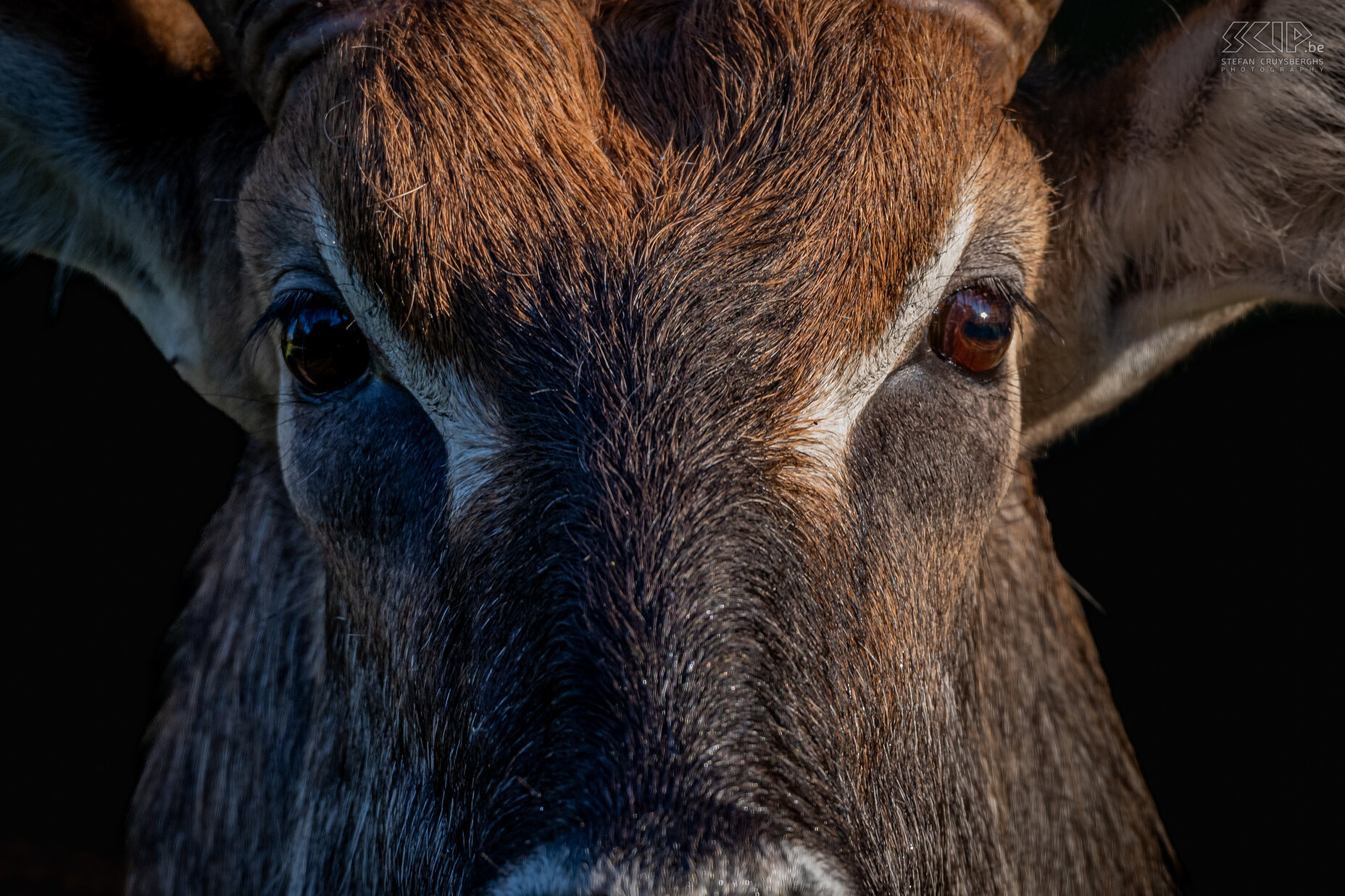 Mount Kenya NP - Close-up van waterbok  Stefan Cruysberghs